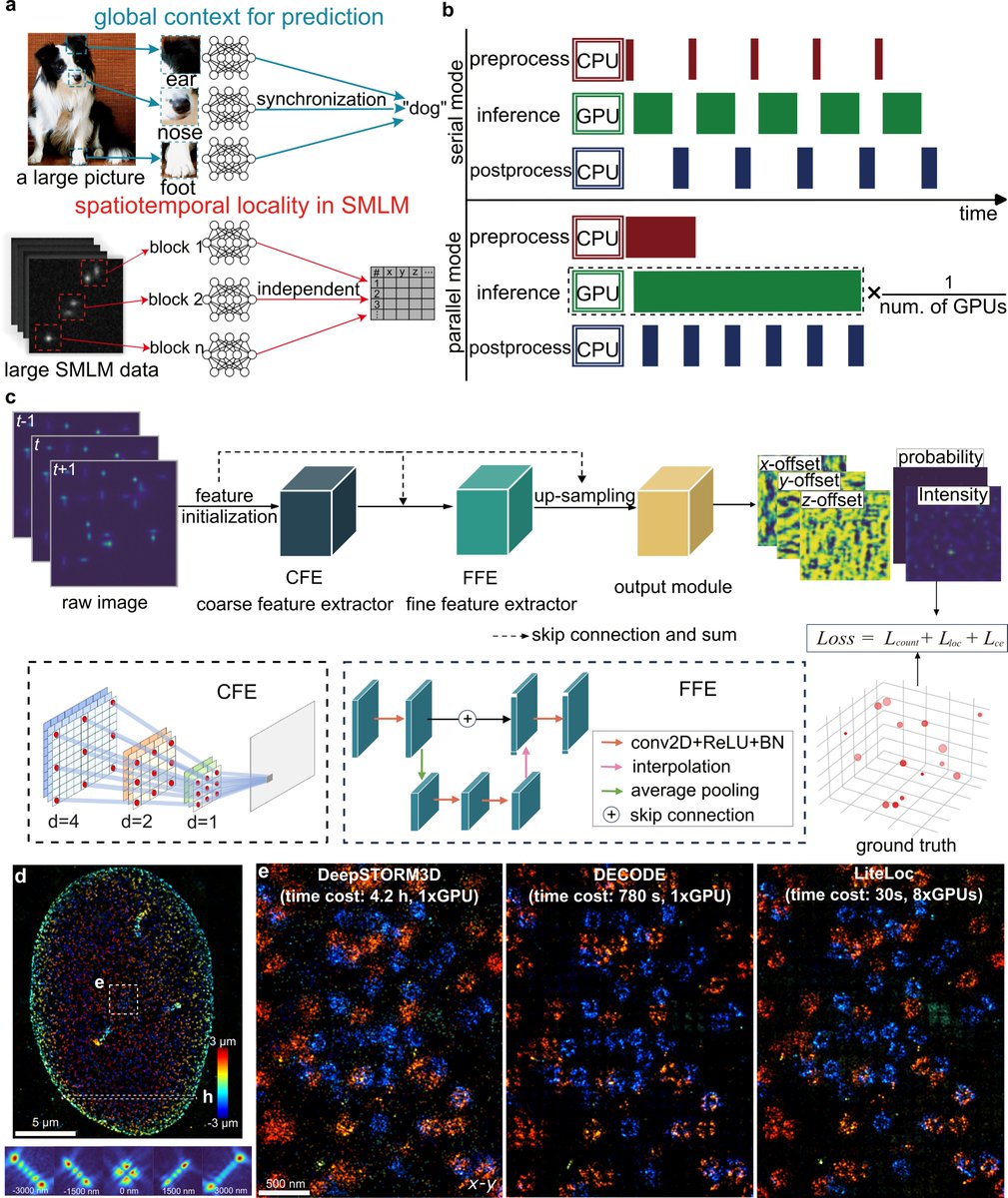 We’re excited to share LiteLoc — a lightweight and scalable deep learning framework for high-throughput single-molecule localization microscopy, enabling analysis speed of >500 MB/s on 8× RTX 4090 GPUs without compromising accuracy. rdcu.be/eztp6