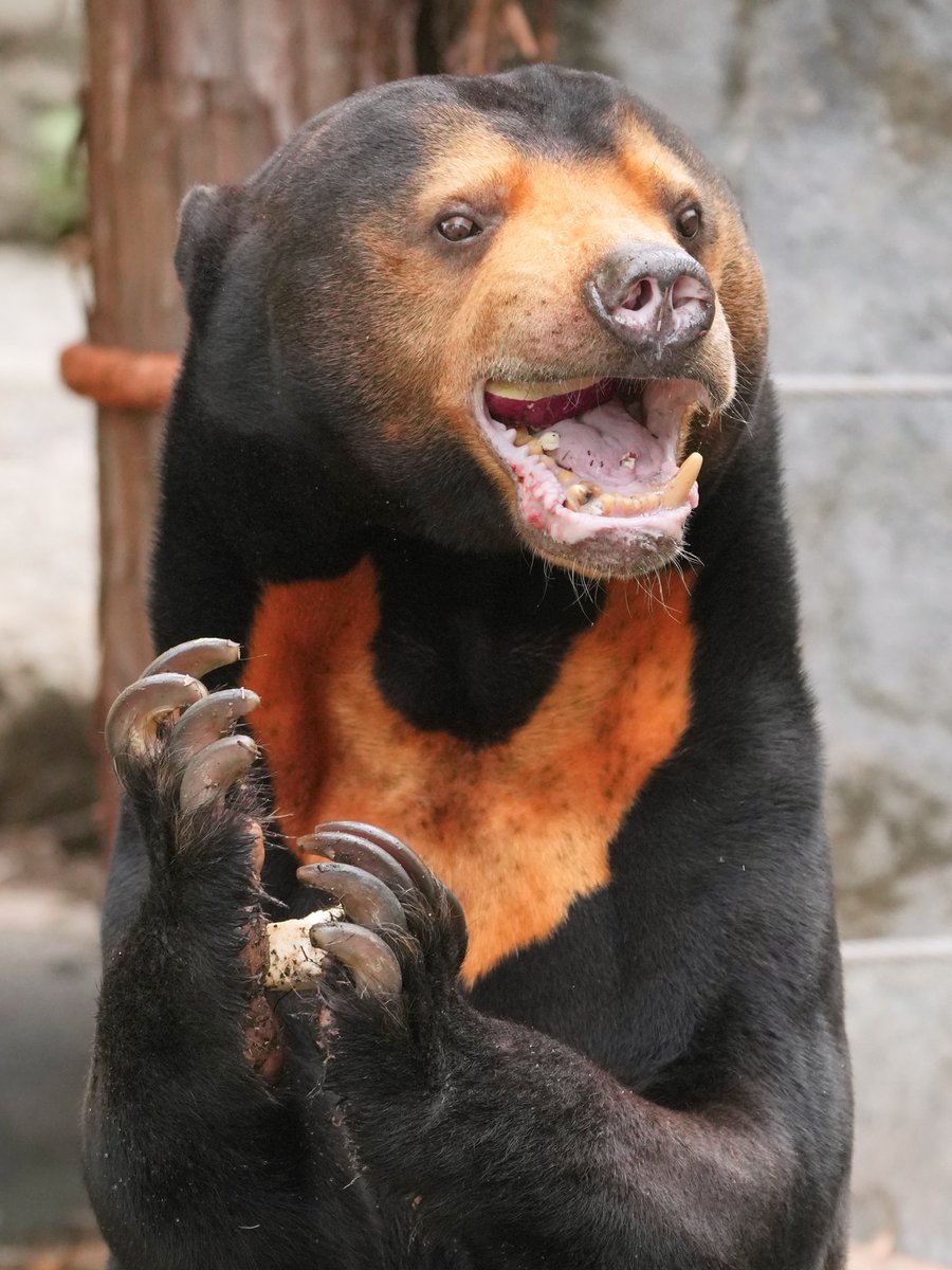 先週ののんほい、マーチン。
お芋大好き！！ってお顔に見えるけど、実はそんなに好きじゃなかったりする。
#のんほいパーク　#マレーグマ