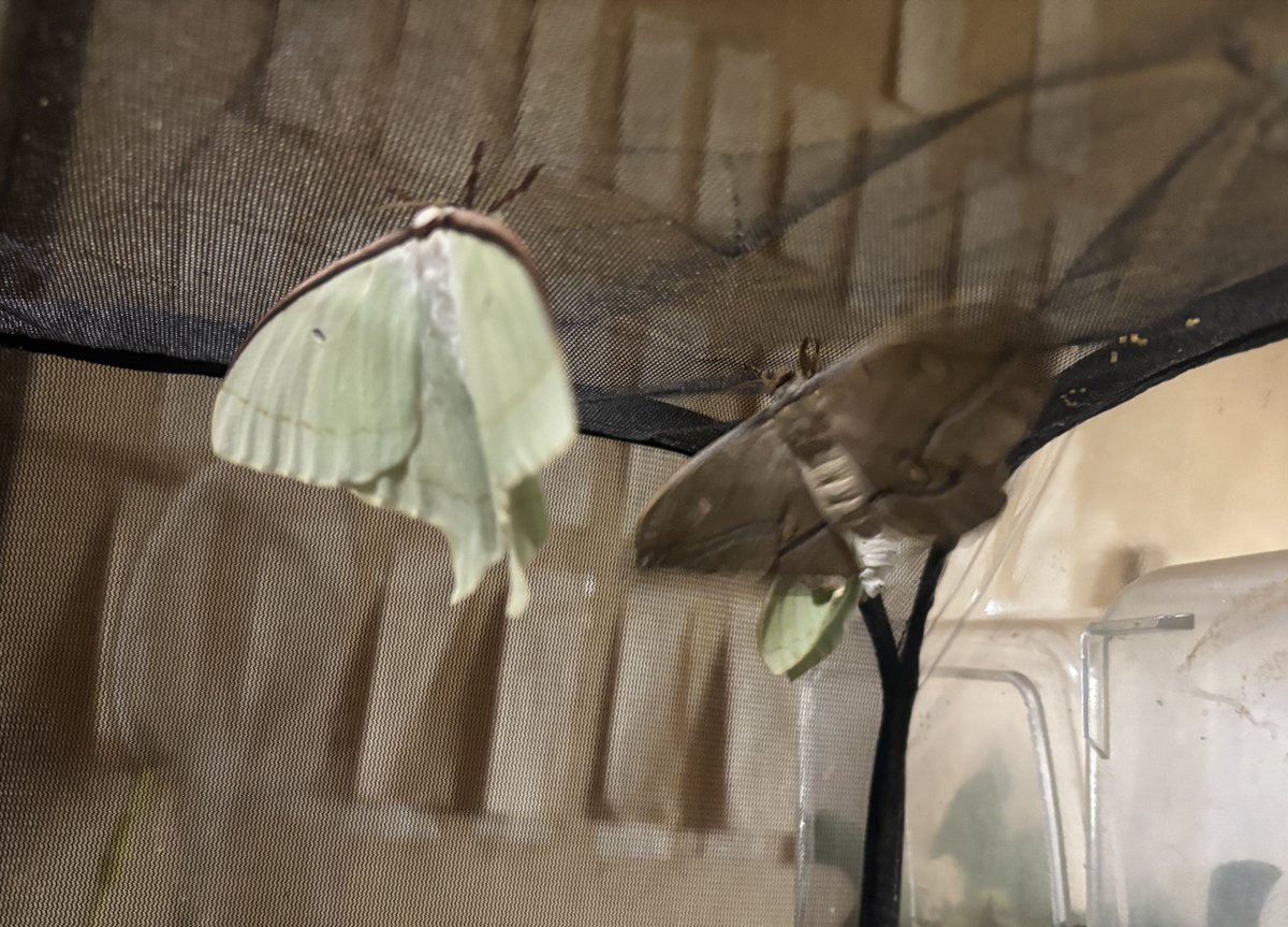 今日は天蚕1、オオミズアオ2が羽化しました。

娘はシンジュサン✖️深川蚕の繭2、サナギ2、終齢幼虫1を持って水元公園へ行きました。

深川蚕の生みの親、ワイルドシルクミュージアムの坪川館長と自然観察員の野間隆太郎先生が主催するするイベントがあるのです〜