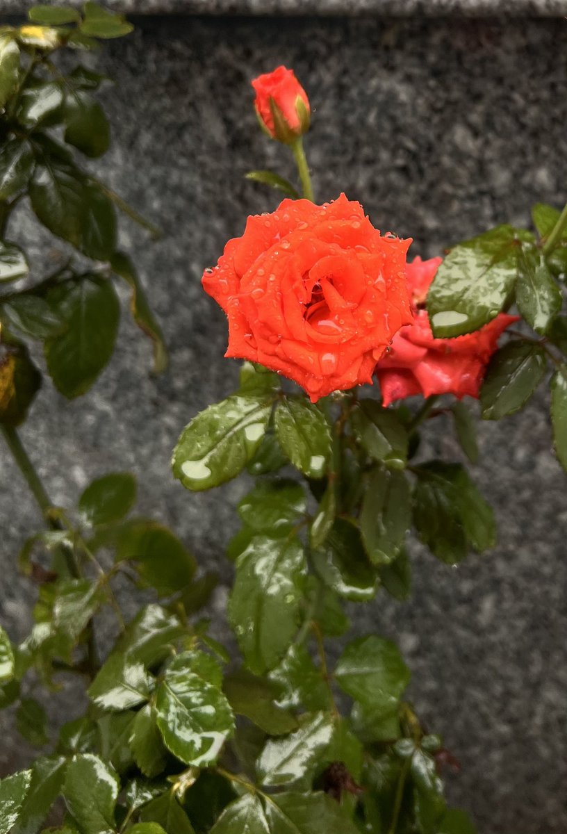 sriti jha (@sritijha173598) on Twitter photo 