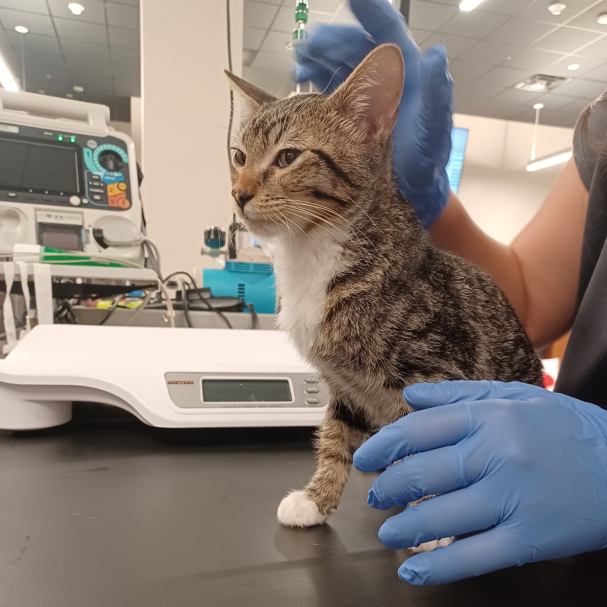 Crunchwrap had a mishap and is at the emergency vet tonight with a suspected ruptured bladder 😭 we are accepting all good vibes for our little man. He's only a 4 month old kitten, and was supposed to be adoptable this weekend 💔 so of course something had to happen.