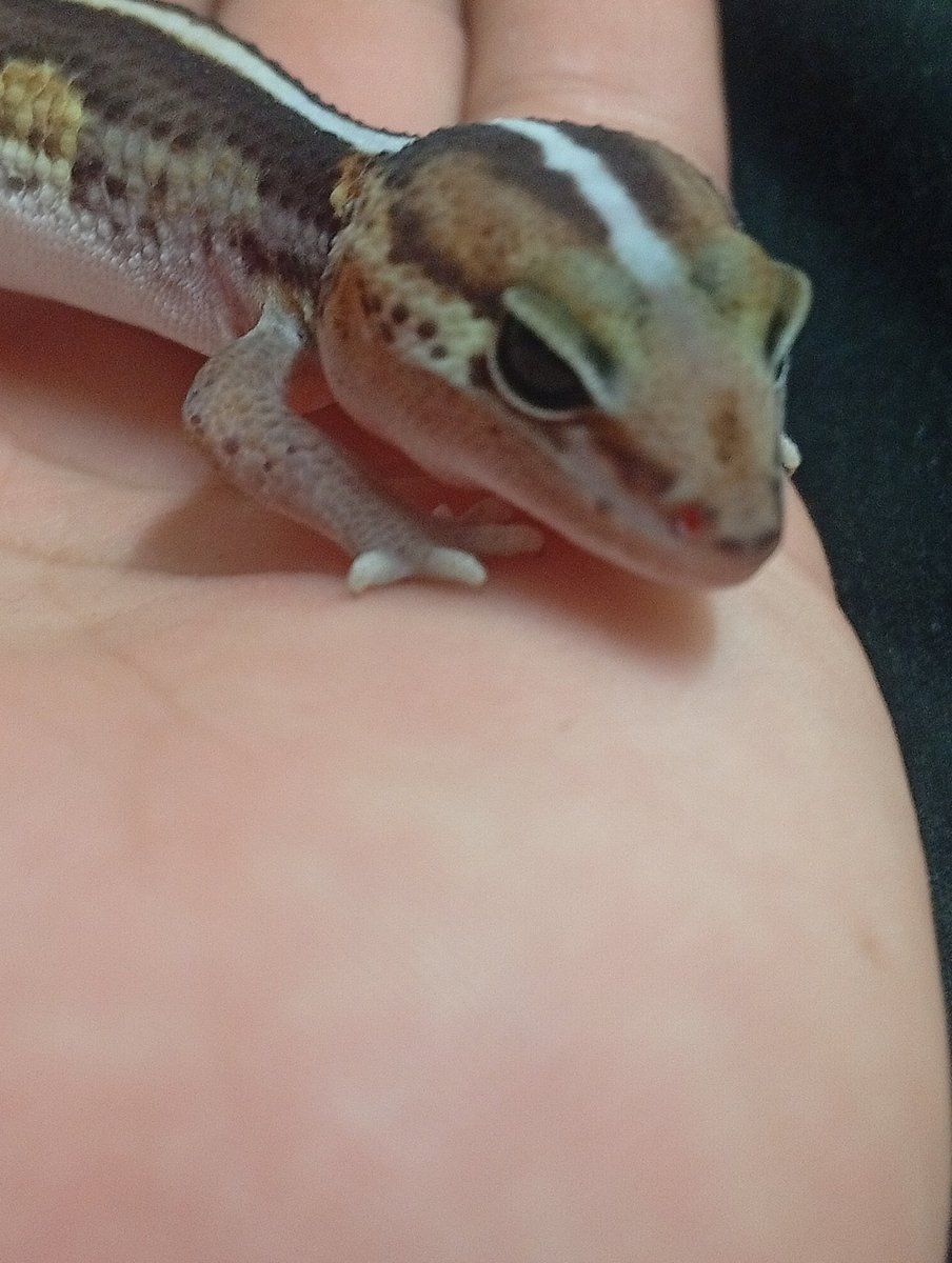 モランのおっさん@ヤモリ中毒 tweet media