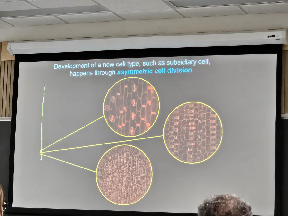 raju_aafc's tweet image. Thank you, @aribidopsis for the insightful talk on cell division and root development under environmental stress. @Jessicaa_Orr @usask @UBCBotany #cold #salinity #drought