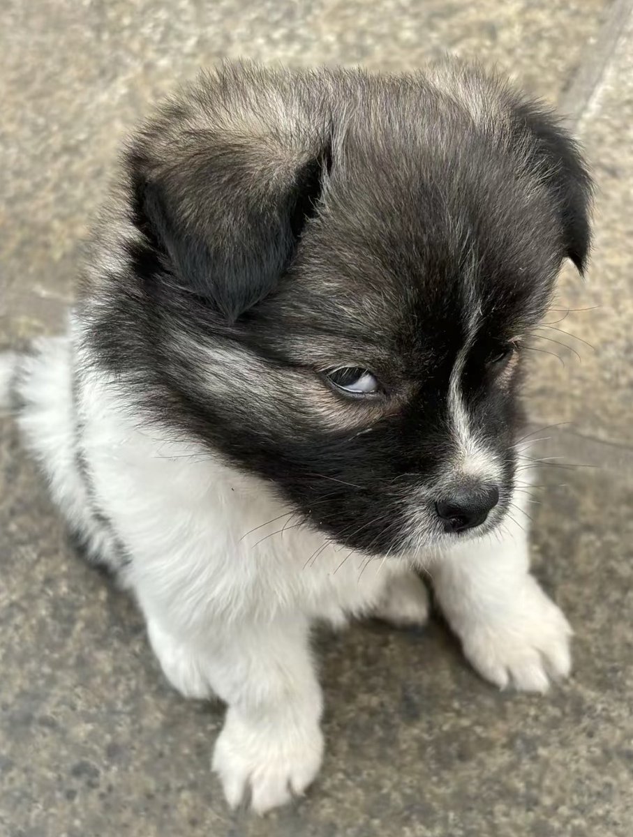 This pup is named after a male TV character. What is the pups name?   I'll go first.  Alex P. Keaton