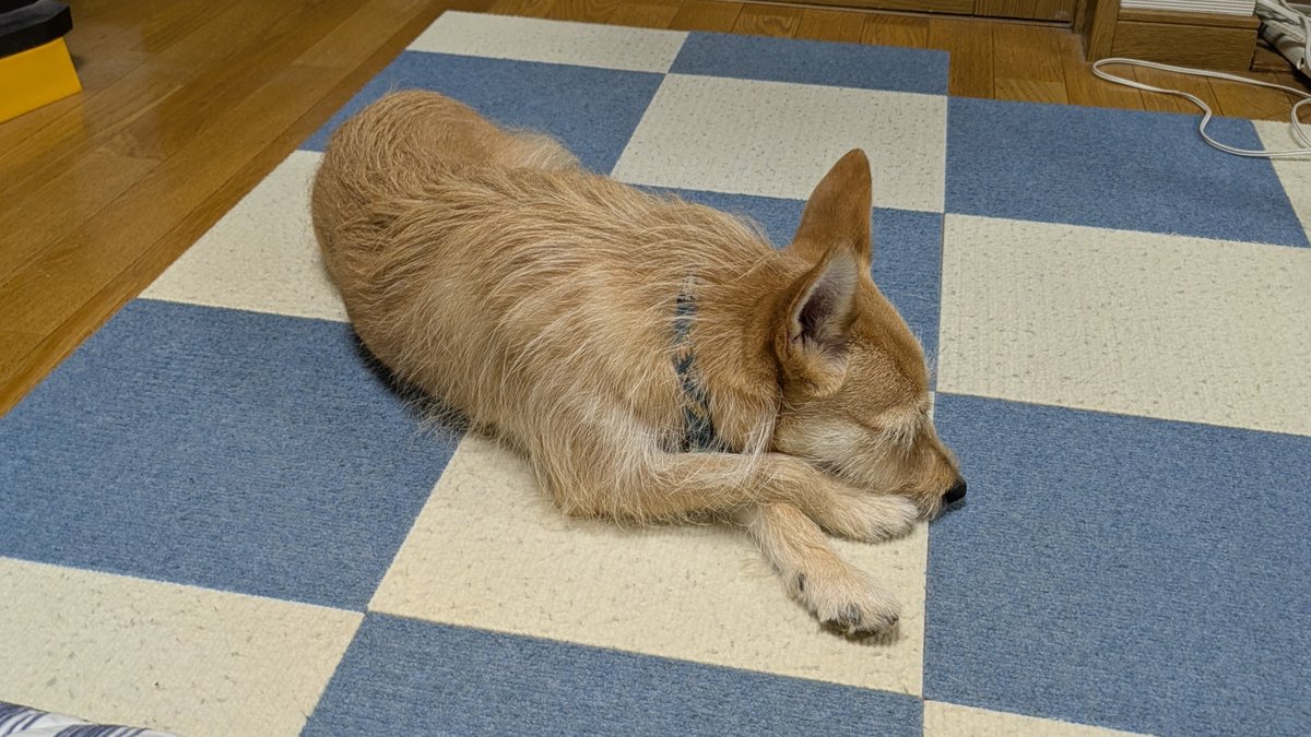 犬ちゃん ペットパラダイス くまちゃん 顔 リード付きハーネス 4S/3S