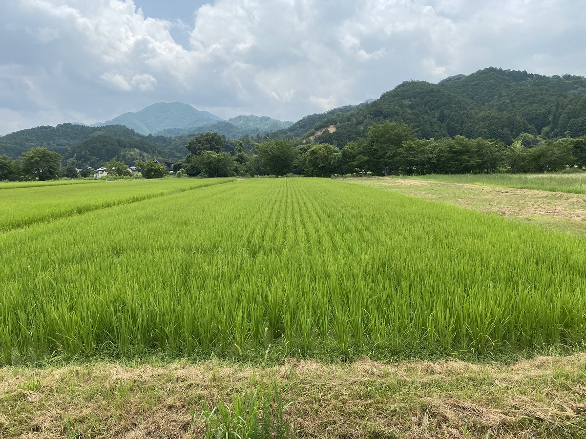 coco_sasayama's tweet image. 暑い日が続いていますが稲は順調に育ち、穂が付き始めました。
水が必要な時期ですが、今のところ篠山では十分に充てれています。

収穫まであと1ヶ月！新米をお楽しみに！

#deps米　#米作り
