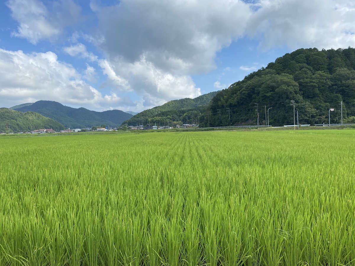 coco_sasayama's tweet image. 暑い日が続いていますが稲は順調に育ち、穂が付き始めました。
水が必要な時期ですが、今のところ篠山では十分に充てれています。

収穫まであと1ヶ月！新米をお楽しみに！

#deps米　#米作り