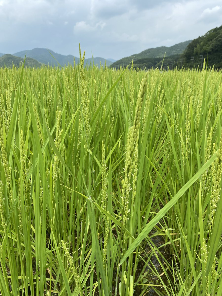 coco_sasayama's tweet image. 暑い日が続いていますが稲は順調に育ち、穂が付き始めました。
水が必要な時期ですが、今のところ篠山では十分に充てれています。

収穫まであと1ヶ月！新米をお楽しみに！

#deps米　#米作り