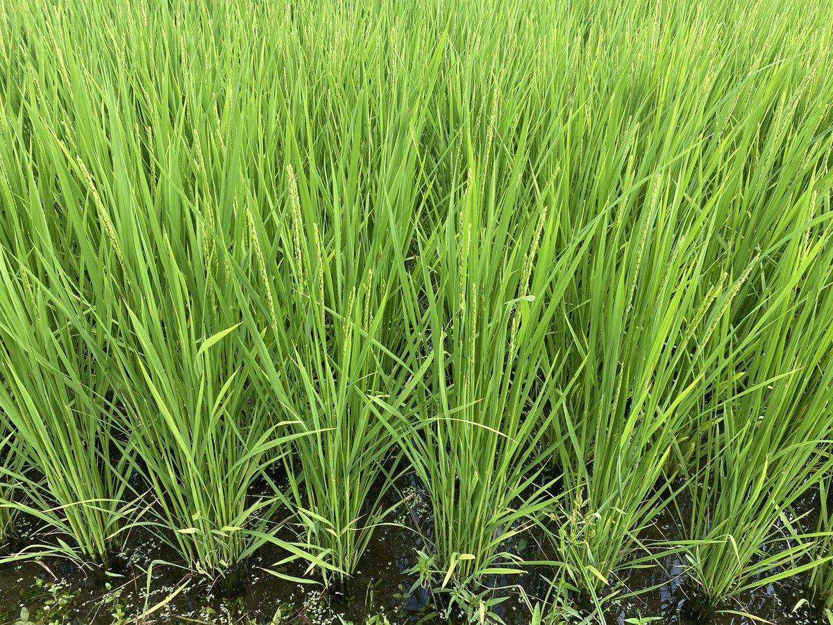 coco_sasayama's tweet image. 暑い日が続いていますが稲は順調に育ち、穂が付き始めました。
水が必要な時期ですが、今のところ篠山では十分に充てれています。

収穫まであと1ヶ月！新米をお楽しみに！

#deps米　#米作り