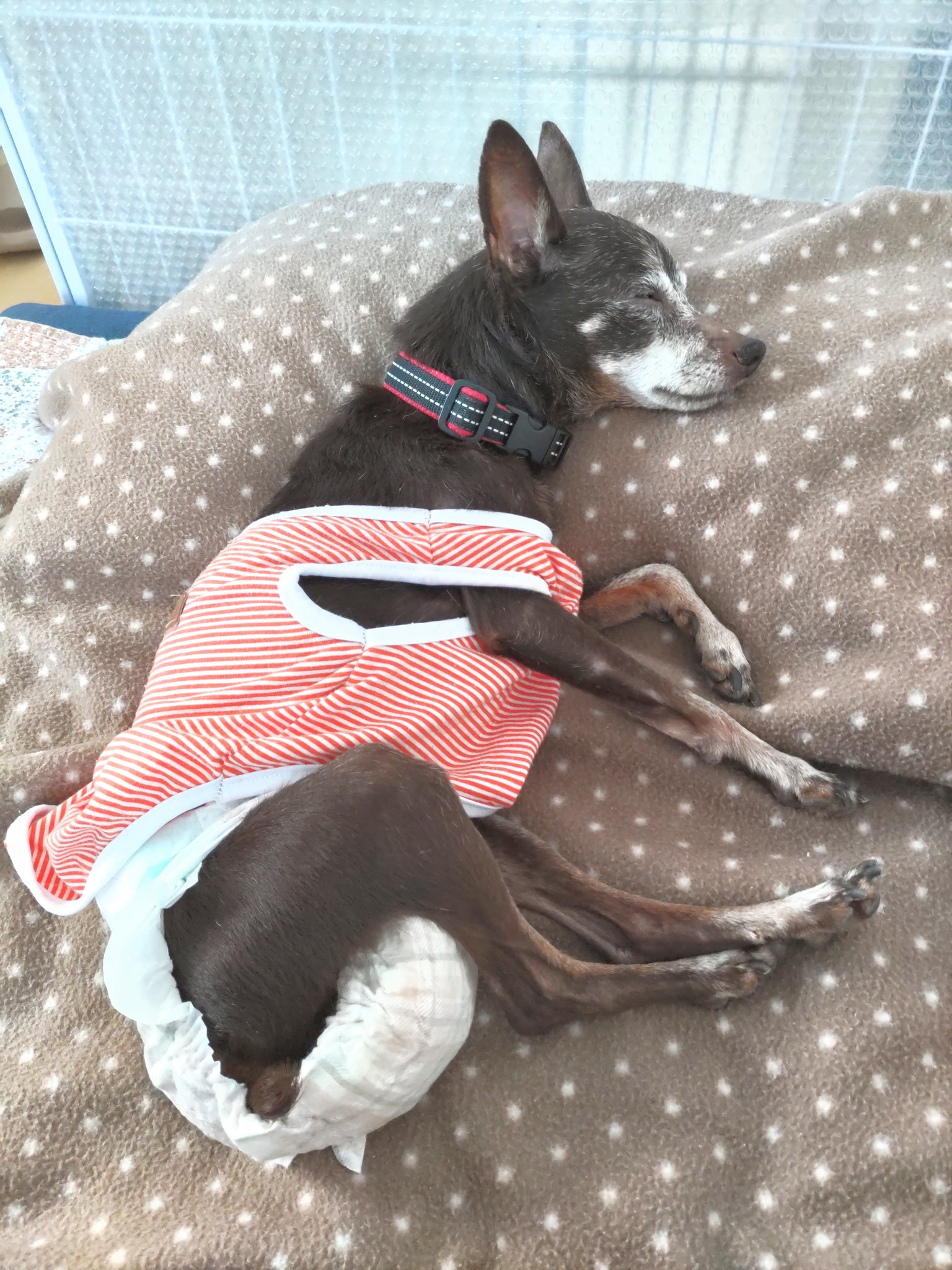 ワンコそば ページ 🌶️新トッピング入荷しました🐶 激辛好きの皆さま、お待たせ