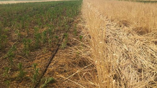 UNL_CropWatch's tweet image. As #glyphosate shortages &amp;amp; resistance concerns grow, #Nebraska research explores alternative #herbicides for cereal rye termination &amp;amp; the timing that protects #soybean yield. buff.ly/c9NoZ2U 

#NebExt #ag #cropproduction #nebraskaag #UNL #covercrops