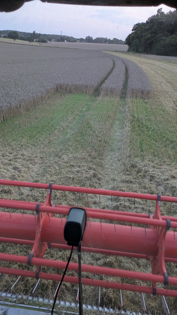 Reprise (enfin après + de 3 semaines de temps maussade) de moisson!
La grêle de fin juin avait fait tomber les grains de blé au sol, on voyait les épis endommagés. Ça se voit maintenant aux repousses! 😱