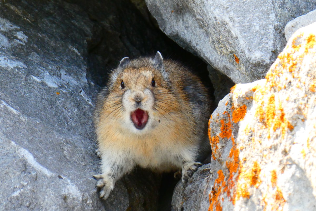 RyderDAR's tweet image. Hey, @bethpratt I got seriously yelled at today! #PikaRule