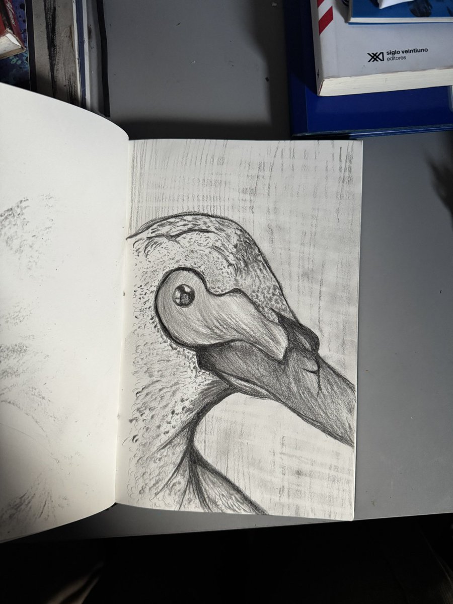 estudio de patos 
los hice con carboncillo y grafitos
