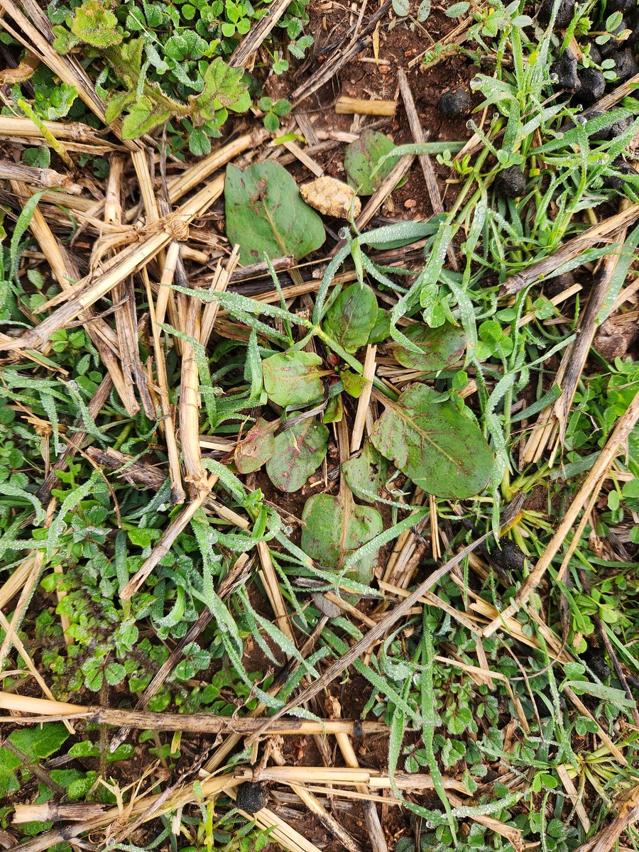 Bryn Davies an OA dad tweet media