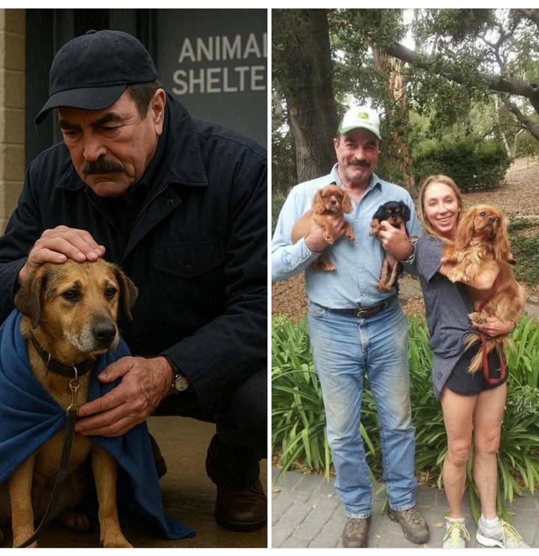 Bravoooo 
Por más personas como Tom

Tom Selleck Compró un Refugio de Perros a Punto de Cerrar — Pero Lo Que Hizo Después Sorprendió a Todos

Quedaban 72 horas.
Las luces parpadeaban.
La factura del agua no se había pagado en semanas.
Y el propietario había dado una última