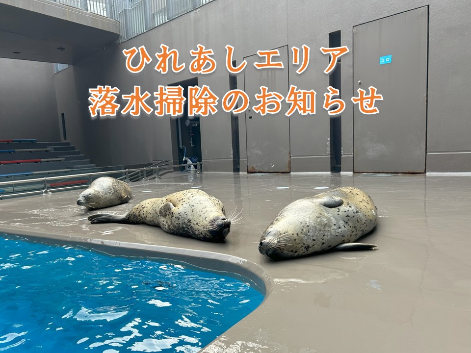 鶴岡市立加茂水族館 on X: 
