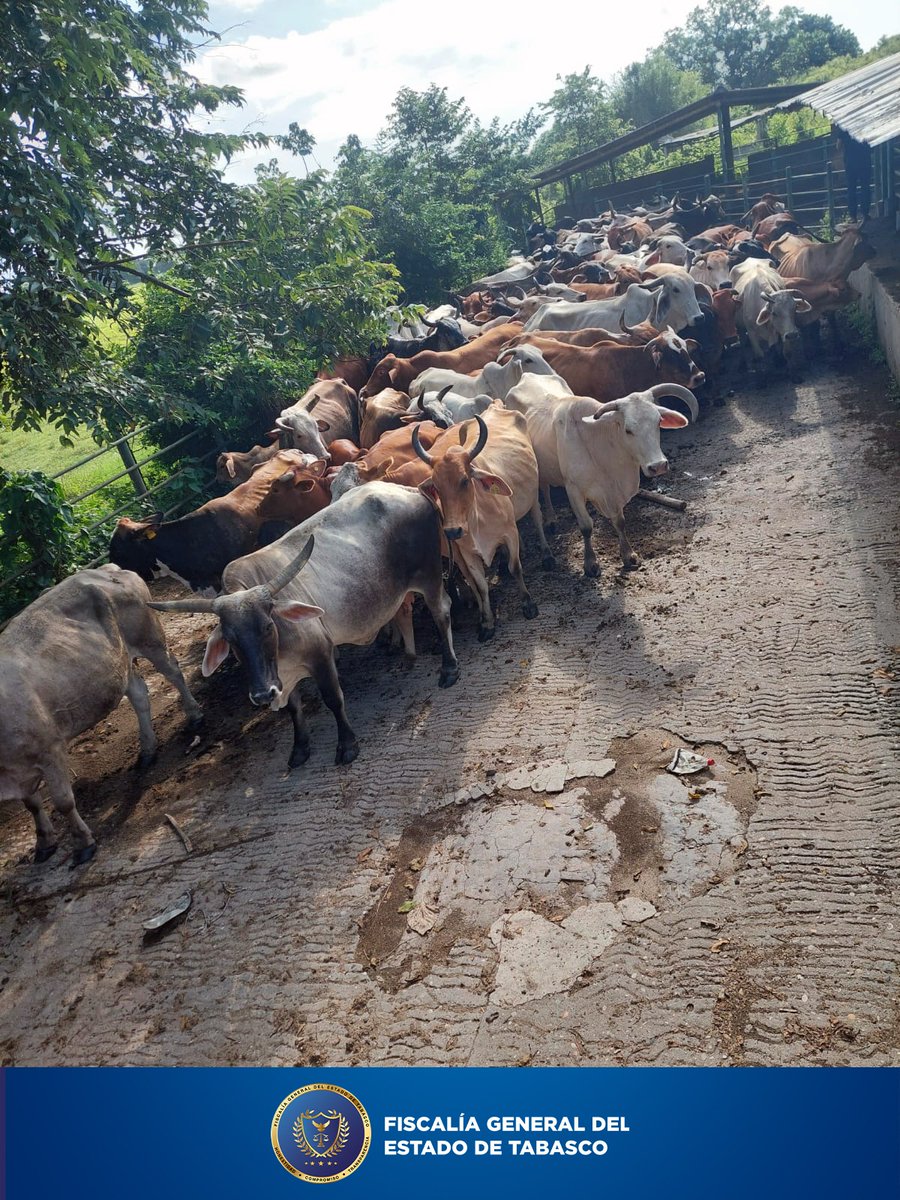 #BoletínFGE: La #FIRTOlmeca recupera semovientes en #Huimanguillo.

tinyurl.com/Bol058FGE