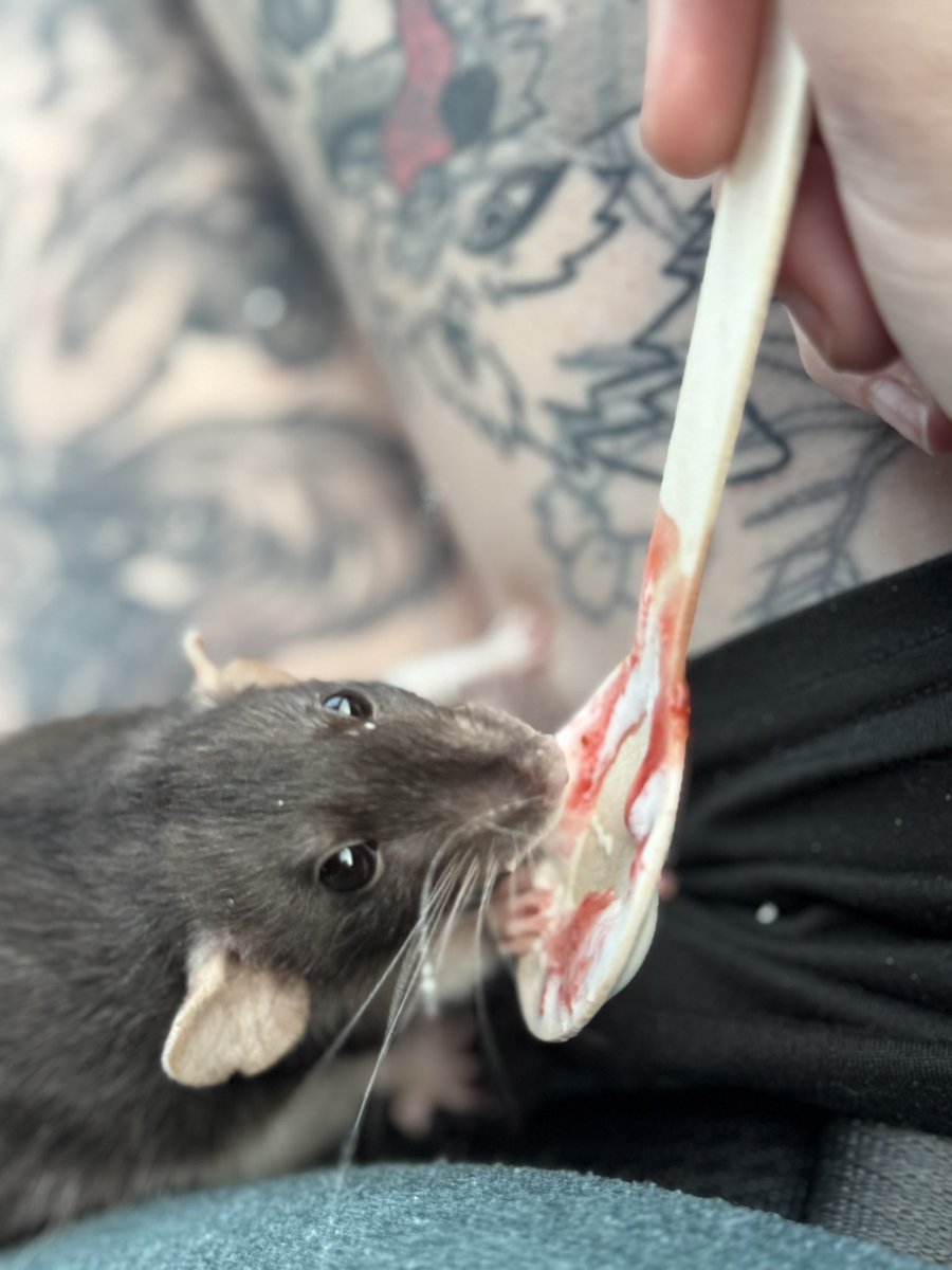 a bunch of rats✨ (@ratspicnic) on Twitter photo 