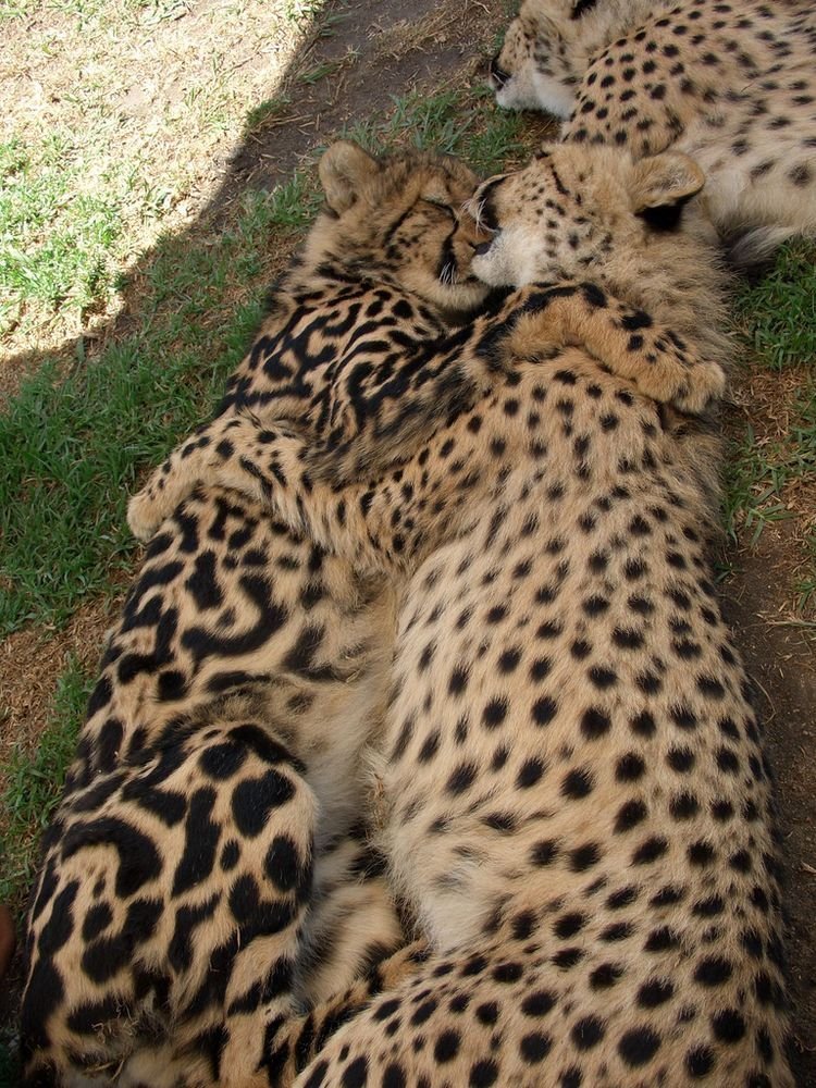 yogurtcoda's tweet image. big and precious