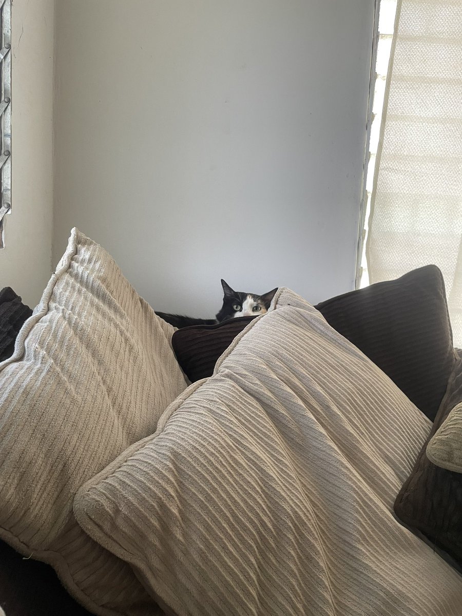 Mi gata soy literalmente yo