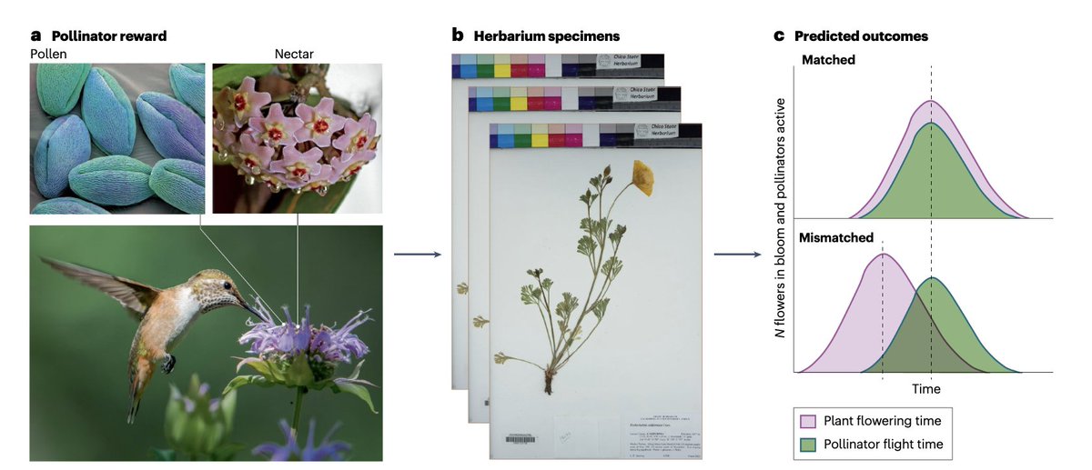 Barnabas Daru (@barnabas_daru) on Twitter photo Excited to share our new review <a href="/NatRevBiodiv/">Nature Reviews Biodiversity</a> with <a href="/DanielZhigila/">Daniel A. Zhigila</a> on how to unlock historical plant interactions in #herbarium collections. So much untapped potentials for ecological interactions. #pollination #herbivores #microbiome #competition
rdcu.be/ezrPO Excited to share our new review <a href="/NatRevBiodiv/">Nature Reviews Biodiversity</a> with <a href="/DanielZhigila/">Daniel A. Zhigila</a> on how to unlock historical plant interactions in #herbarium collections. So much untapped potentials for ecological interactions. #pollination #herbivores #microbiome #competition
rdcu.be/ezrPO