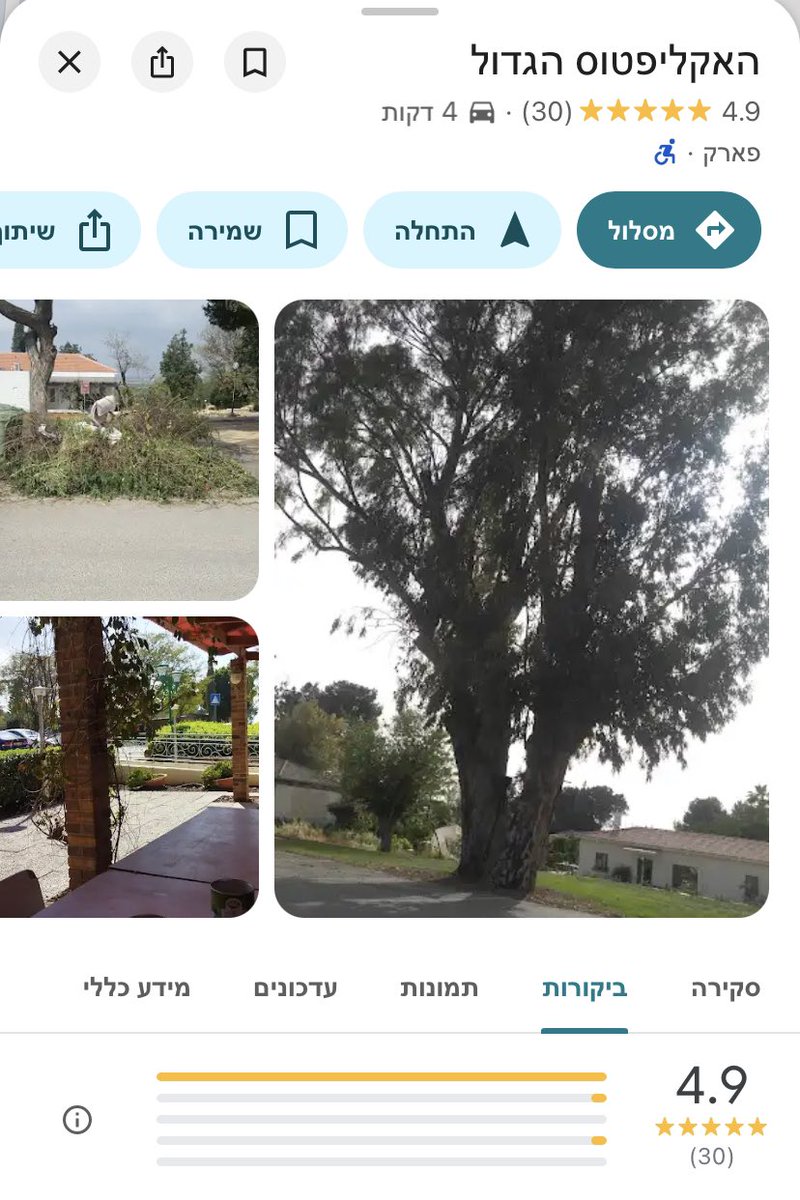 הביקורות לאקליפטוס הגדול שנמצא במרכז כפר מנחם מהללות. שווה צפייה.