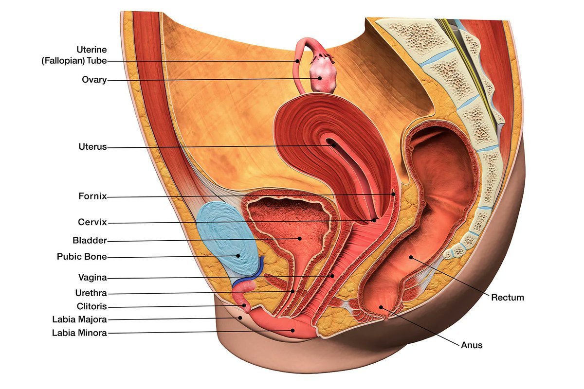 Shadow_7154's tweet photo. @GyaruGlow Maybe 4 mouths as in the mouth, urethra, vagina, and anus? Makes sense? https://t.co/bsrfWvQdOK