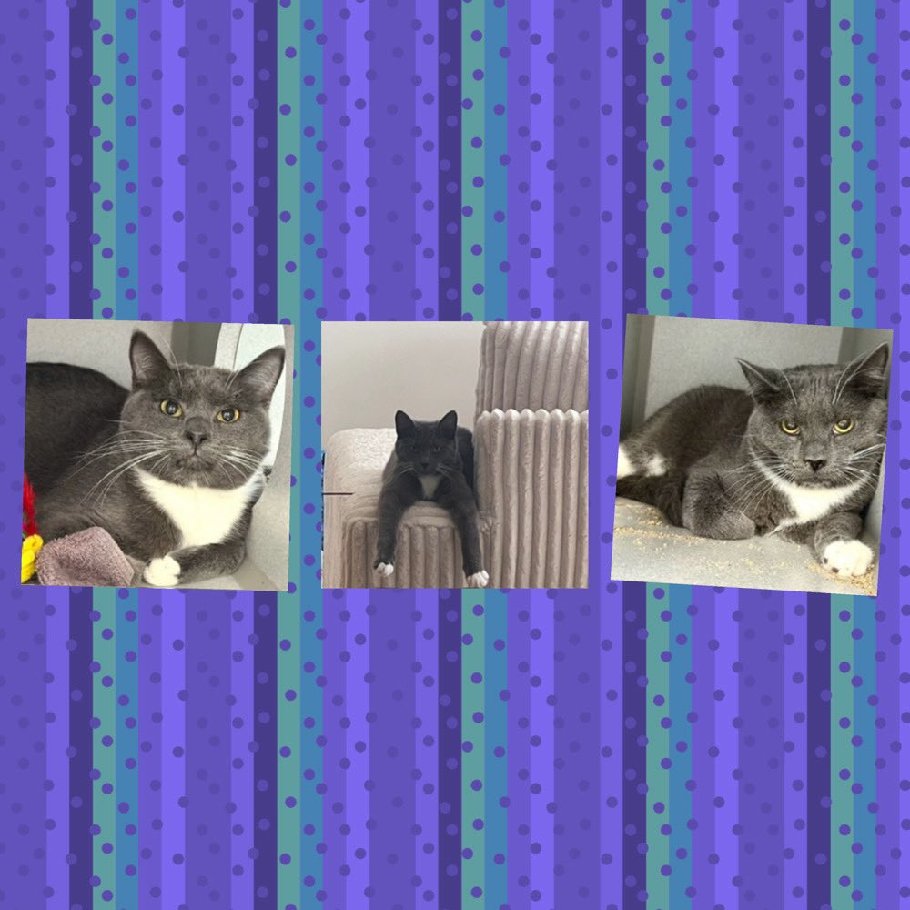 OLIVER NEEDS A PLACEMENT BY THURSDAY AUGUST 7, 2025 BY 12PM: Hello, my name is Oliver. #oliver: My animal id is #ID231106. I am a desexed male gray/white #cat at the #ManhattanACC. The shelter thinks I am about 2 years 1 months old. #CatsOfX #NYCACC #Donate Healthy! #Foster RT