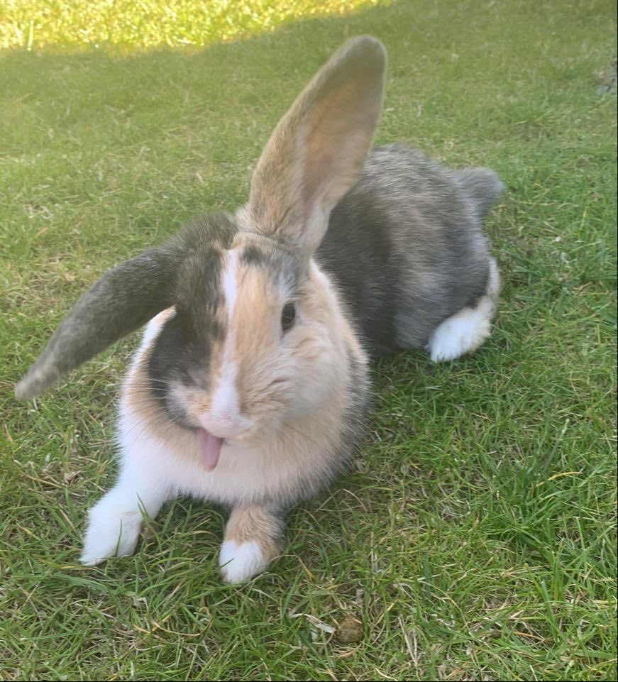 Bunnies's tweet photo. https://t.co/aeM5VCy74r