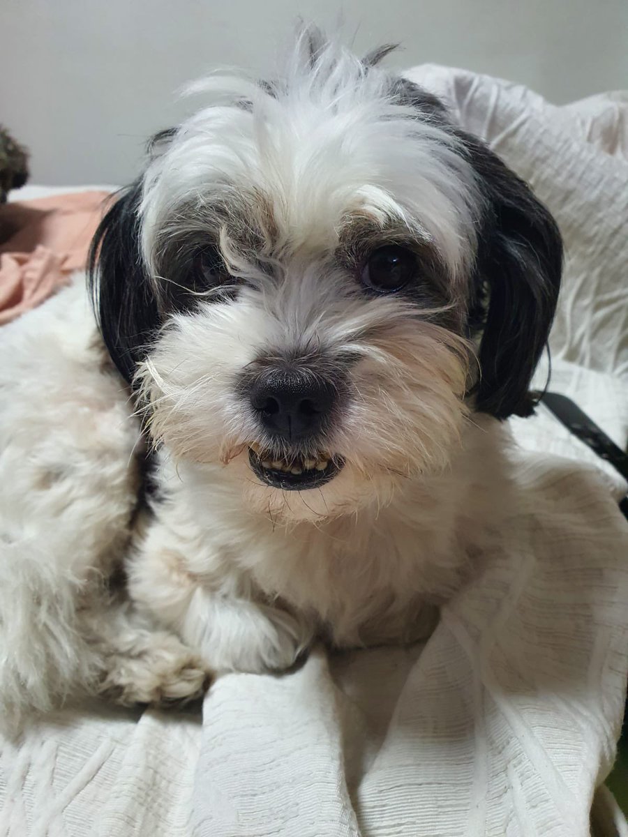 eri_gregori's tweet photo. Vamos a una jornada de adopción solo a comprar unos mates para colaborar y llevar alimento … la veo me dicen que es arisca y no va con nadie , dije igual  no ya tenemos un perro… pum me la traigo y hoy es la perrita más toxi amorosa del planeta https://t.co/YvACyrVFJJ