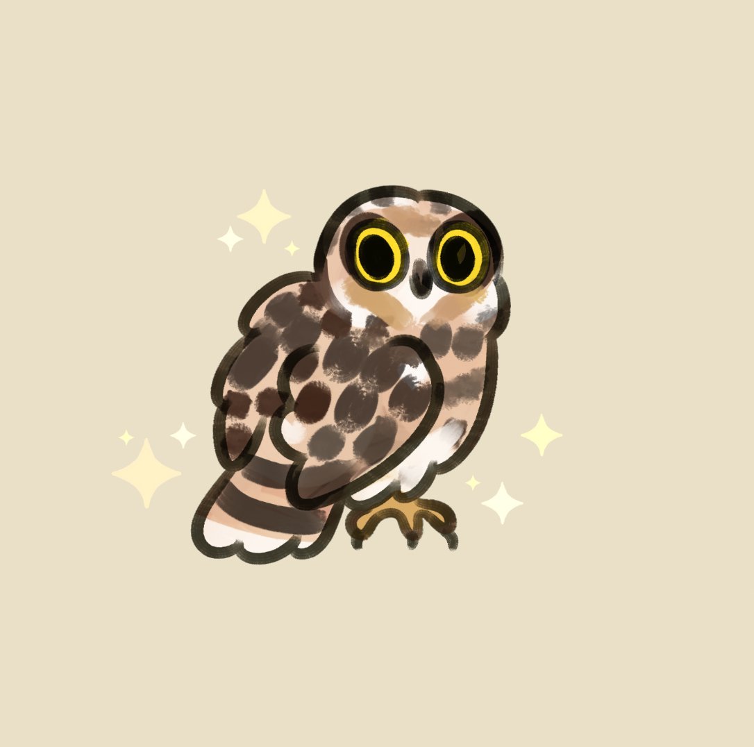 Day 5 ~ #AvianAugust ~ Hawaiian short-eared owl 🦉