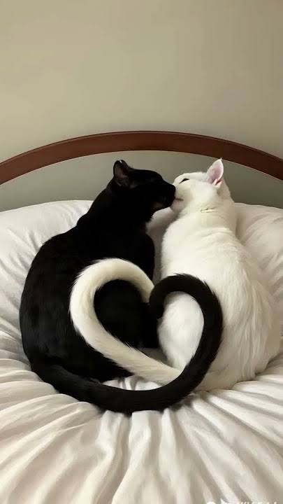 ★° . ⋆🐾🖤 CaT 🖤🐾 ⋆. °★ #VGSDV (@black_catwom) on Twitter photo ✧ ୧‿̩͙ ˖꒰ᵕ༚ᵕ⑅꒱♡(> ❤️🐾❤️<)♡ ˖꒰ᵕ༚ᵕ⑅꒱‿̩͙୨
💕❤️🕷️ <a href="/FfcCarlos0411/">Carlos Danielᶠᶠᶜ🇮🇹🇮🇹</a> 🕷️❤️💕
┊ ┊ ┊ ┊ ┊⋆。 🐾
┊ ┊ ┊ 🐾 ♡✨♡
┊ ┊ ❥ `⋆⊹
┊ ✨🐾. ˚
✧ ୧‿̩͙ ˖꒰ᵕ༚ᵕ⑅꒱♡(> 🐾<)♡ ˖꒰ᵕ༚ᵕ⑅꒱‿̩͙୨ ✧ ୧‿̩͙ ˖꒰ᵕ༚ᵕ⑅꒱♡(> ❤️🐾❤️<)♡ ˖꒰ᵕ༚ᵕ⑅꒱‿̩͙୨
💕❤️🕷️ <a href="/FfcCarlos0411/">Carlos Danielᶠᶠᶜ🇮🇹🇮🇹</a> 🕷️❤️💕
┊ ┊ ┊ ┊ ┊⋆。 🐾
┊ ┊ ┊ 🐾 ♡✨♡
┊ ┊ ❥ `⋆⊹
┊ ✨🐾. ˚
✧ ୧‿̩͙ ˖꒰ᵕ༚ᵕ⑅꒱♡(> 🐾<)♡ ˖꒰ᵕ༚ᵕ⑅꒱‿̩͙୨