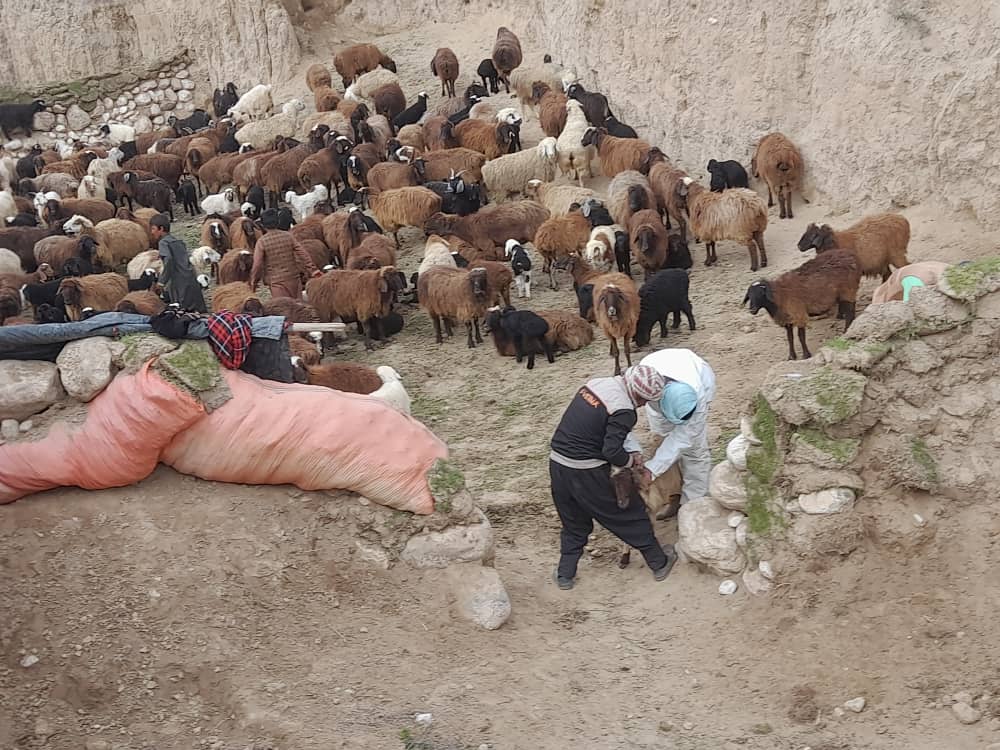 FAO in Afghanistan (@faoafghanistan) on Twitter photo 📸<a href="/FAO/">Food and Agriculture Organization</a> distributes livestock protection packages in Faizabad, Jawzjan province.
Thanks <a href="/NorwayinAFG/">Norway in Afghanistan</a> support, FAO is delivering animal feed, deworming vaccine, mineral blocks, berseem seeds & training to livestock keepers to ensure they safeguard their herds from ongoing drought. 📸<a href="/FAO/">Food and Agriculture Organization</a> distributes livestock protection packages in Faizabad, Jawzjan province.
Thanks <a href="/NorwayinAFG/">Norway in Afghanistan</a> support, FAO is delivering animal feed, deworming vaccine, mineral blocks, berseem seeds & training to livestock keepers to ensure they safeguard their herds from ongoing drought.