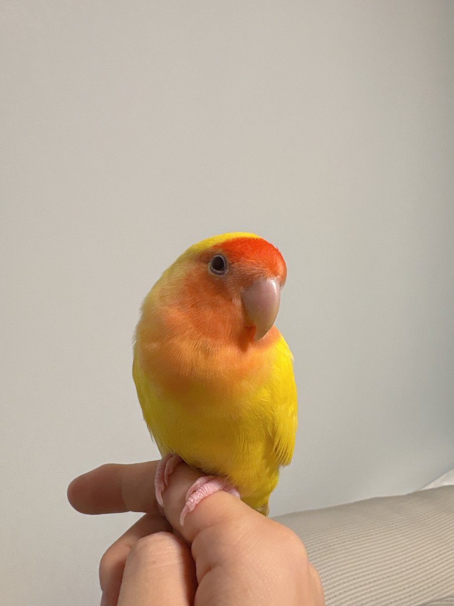 저희집에 새로운 가족이 생겼어요!
이름은 세린이랍니다~