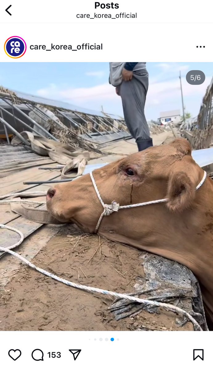 어떻게 이럴수가 있어
이번홍수로 도랑에 갇혀 꼼짝못하던 소 우렁이
동물단체 카라가 대모대부를 모집하고 군수도 주인도 약속, 구조 후 생추어리로 가기로 했는데
며칠을 도랑에 갇혀 일어서기를 기다렸는데 수의사도 회복이 빨라 곧 일어설거라 했는데
주인이 밤사이 도축…

어떻게 이럴수가 있어