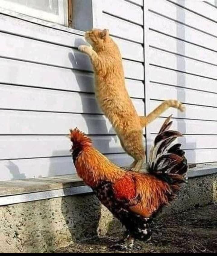الديك : شفلي شو طابخين ؟
القط : مرتك مع بطاطا..!🥺😂
