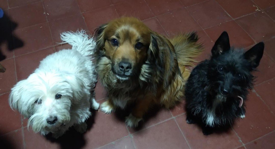 solferraguti's tweet photo. @DiloConPerritos 😝 https://t.co/9FhPEsrwL8