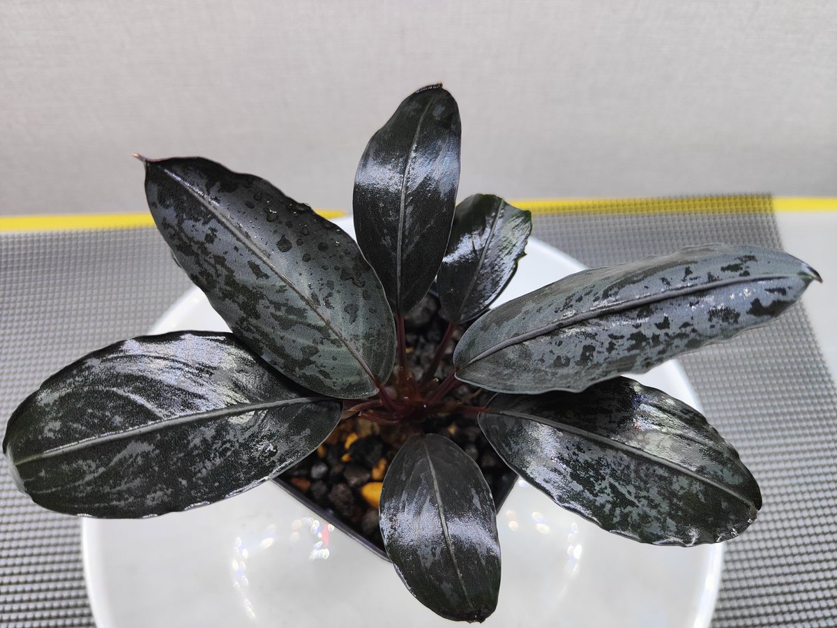 Bucephalandra Motleyana Padawan 純ブラック 2025/05 あれから毎日