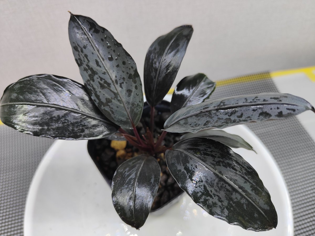 Bucephalandra Motleyana Padawan 純ブラック 2025/05 あれから毎日