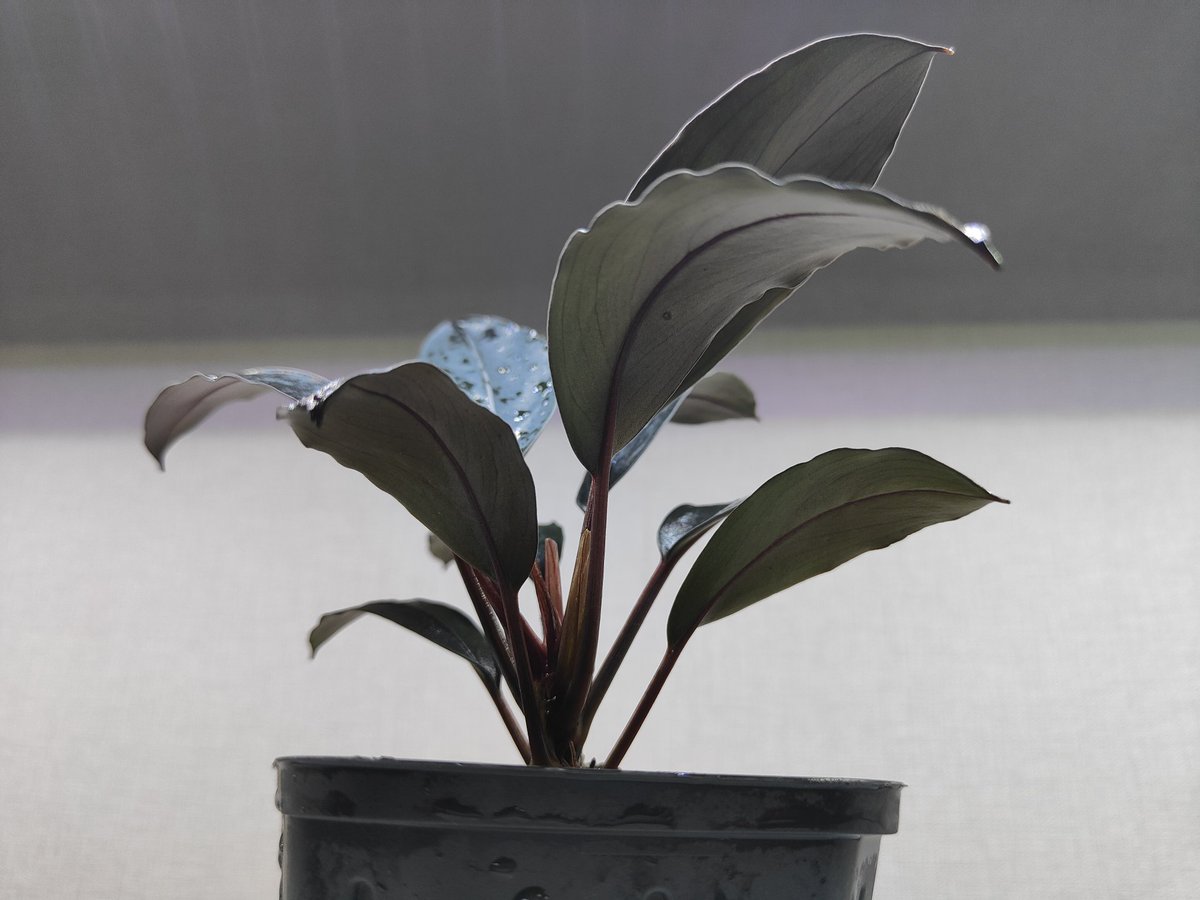 66 ブセファンドラ pygmaea var marble6株まとめ袋 66 ブセファンドラ