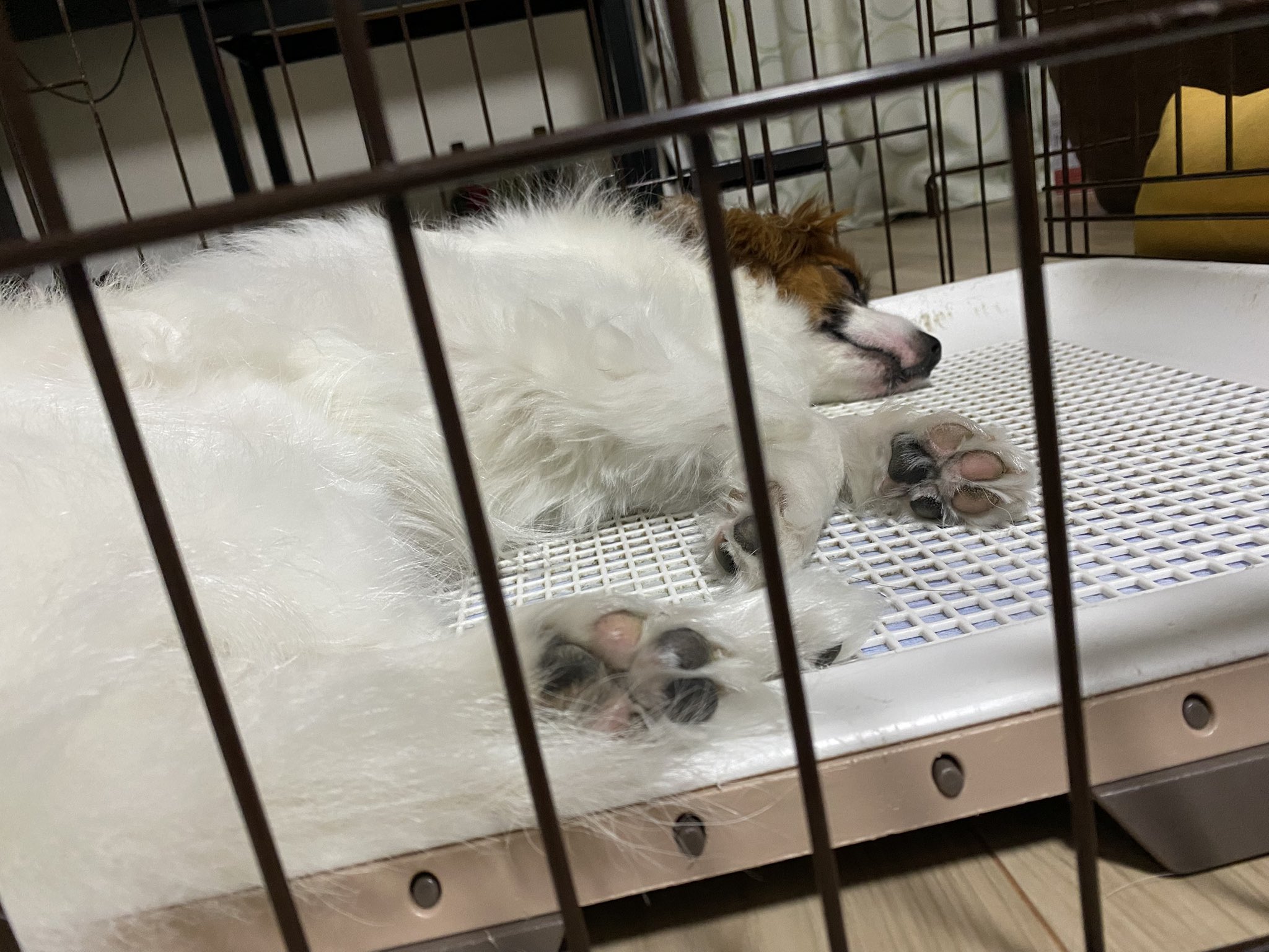 パピヨン様 o0640047915160067899.jpg