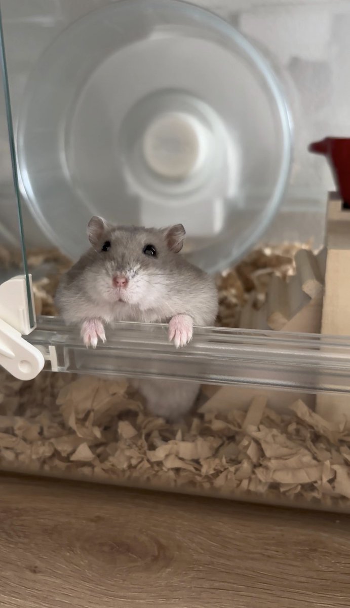 ろんちゃん🐹
フサコ🐹

全然きどった写真ではないけど

きどらない普段のハムちゃんがすき💖

ハムちゃんも人間も
元気いっぱいに
一緒に暮らせるといいな🐹🐹💕

世界中のハムちゃん🐹が
幸せでありますように❣️

#ハムの日