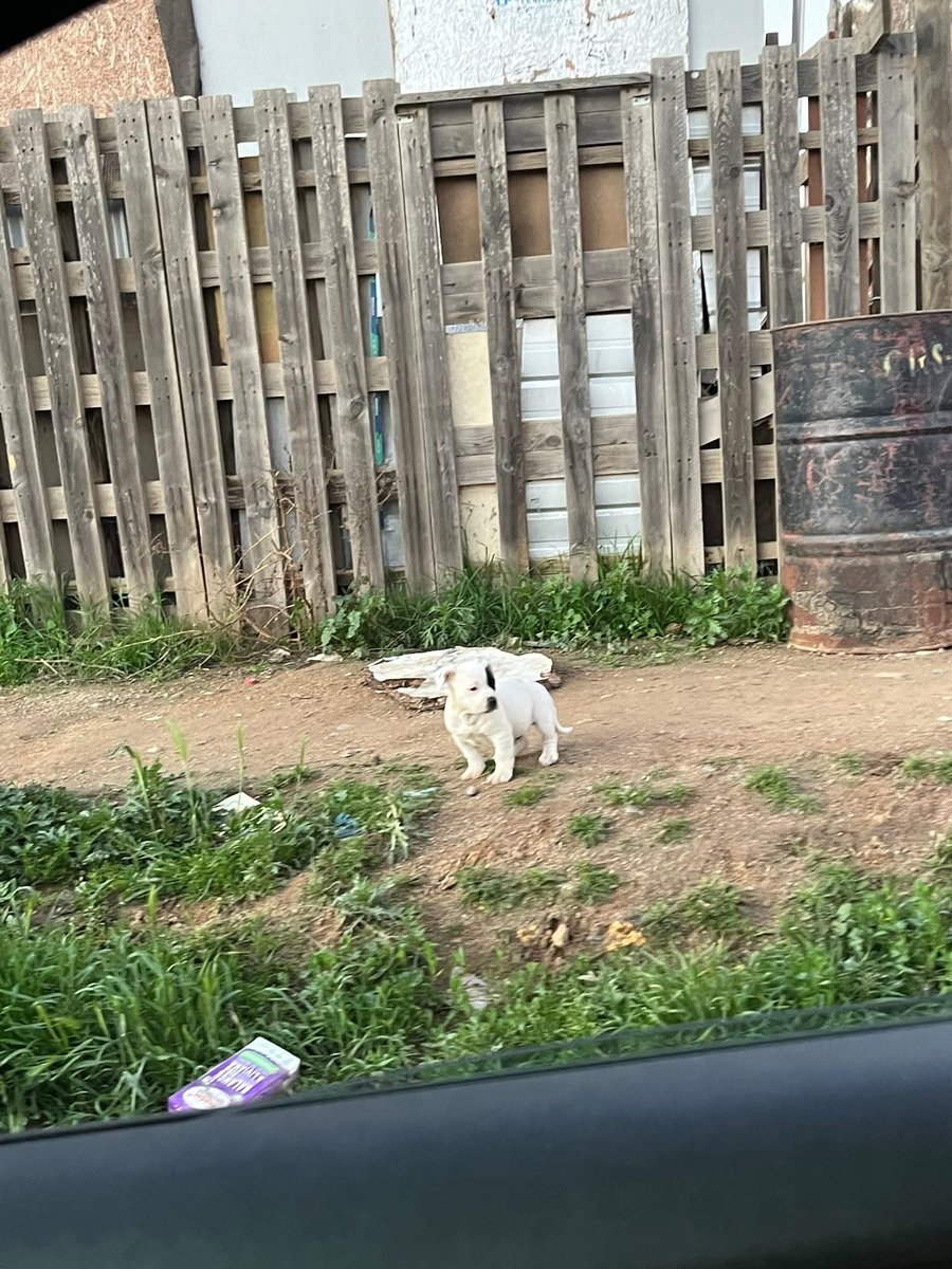 Bad Sheep tweet media