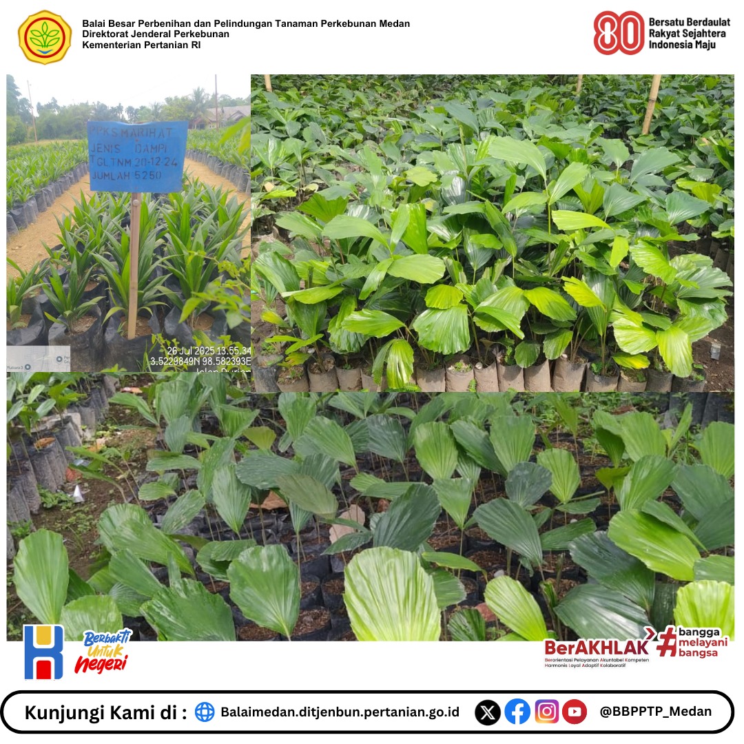 Bbpptp_Medan's tweet photo. BBPPTP Medan Laksanakan Pengawasan dan Monitoring Terhadap Produsen Benih Berizin

Pengawasan dan monitoring produsen benih dilaksanakan terhadap produsen benih yang memili izin usaha produksi benih.

Baca selengkapnya :
https://t.co/lPOL3qonGS https://t.co/75ByOVNG1r