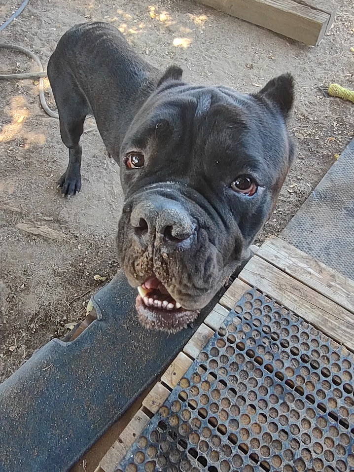 MissinLefty's tweet photo. My new foster from the shelter in my area. I cant even with this mug! https://t.co/DwTXRbK7fy