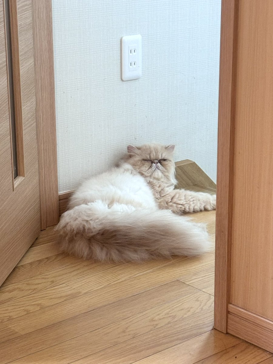 moukitten's tweet image. 良い顔してるむう