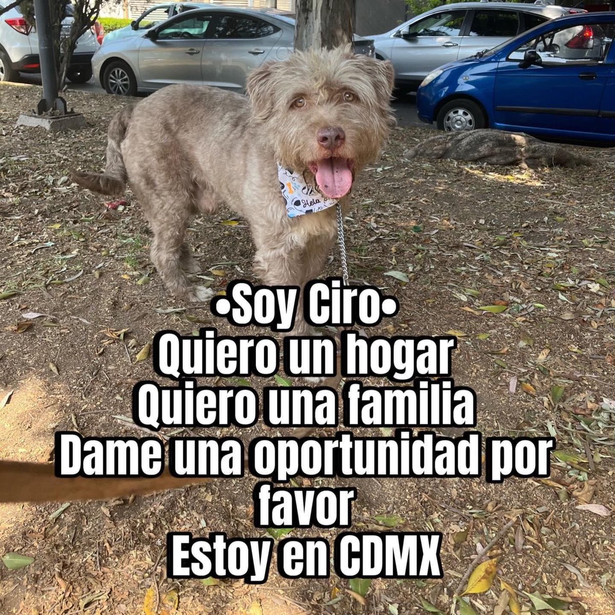 2 años esperando una familia es muchísimo tiempo para un perrito.🥺

Ciro necesita un hogar.
Estamos en CDMX.