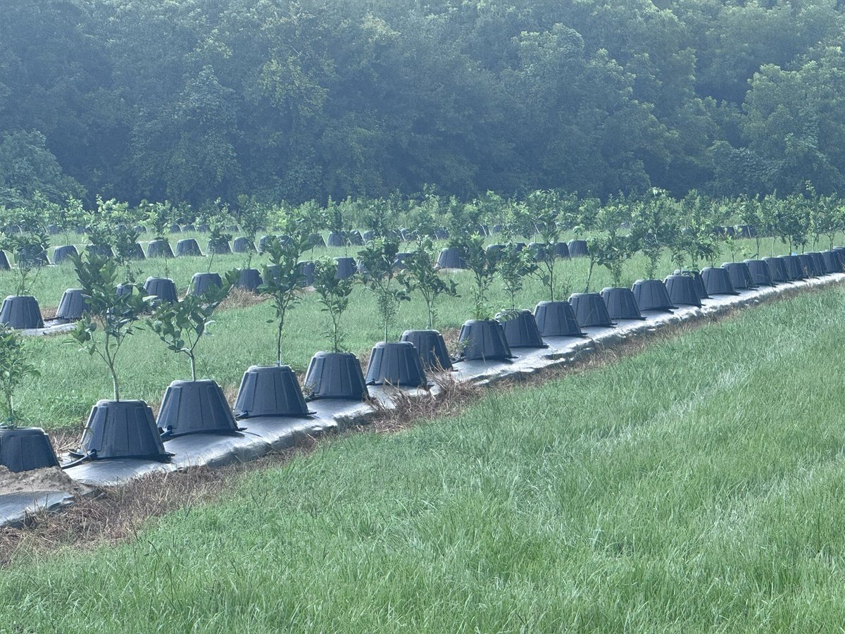 We have established a new citrus variety evaluation block featuring 15 early-maturing mandarins and mandarin-like hybrids from our citrus breeding program, aimed at diversifying and extend harvest-window for cold-hardy citrus industry in North Florida.