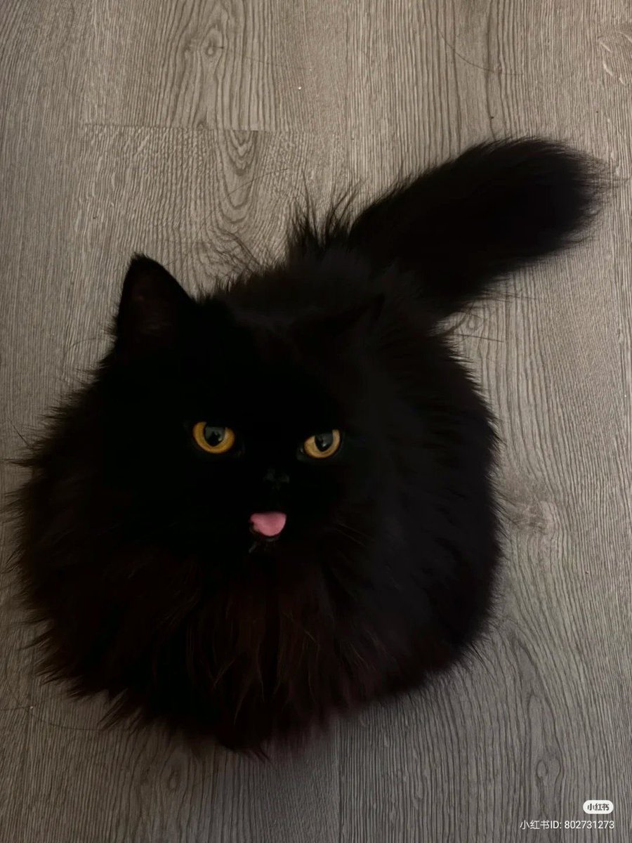 Black cats are not bad luck (@visualscat) on Twitter photo 